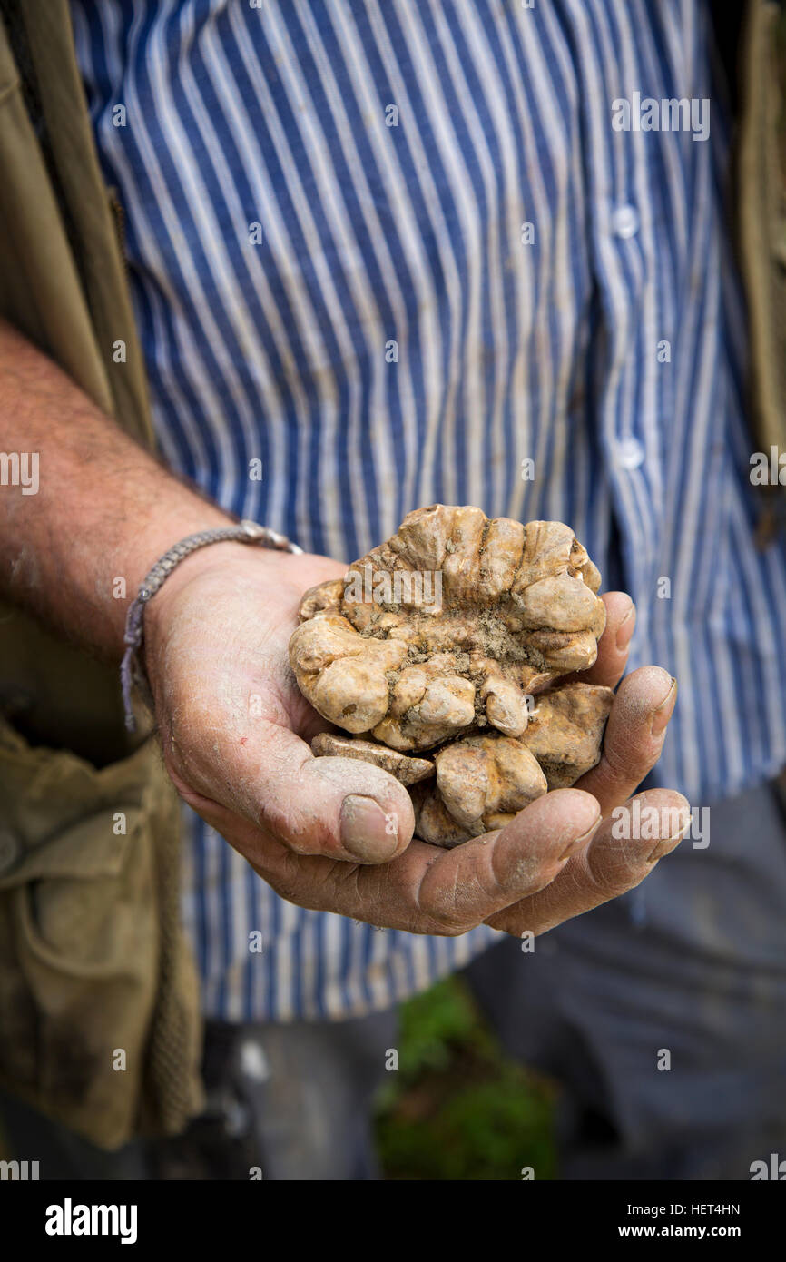 Farmer in his vineyard showing truffles from his morning hunt, Barolo, Piemonte, italy Stock Photo