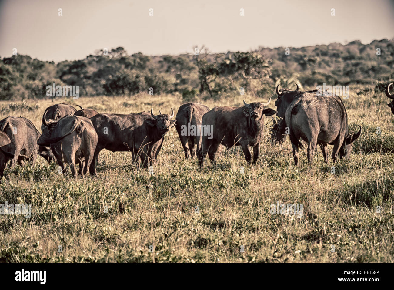 blur in south africa kruger wildlife nature reserve and wild buffalo Stock Photo Alamy
