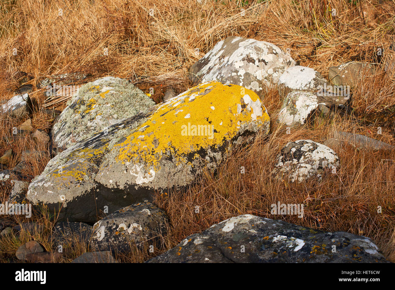 Moss, algae and lichens on a large granite rock lying on a boggy sea