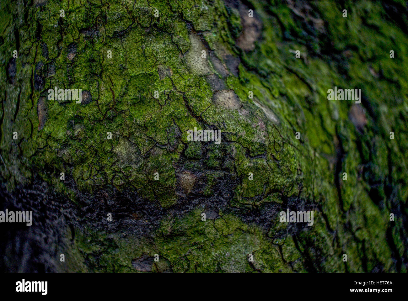 Close-up of a tree Stock Photo