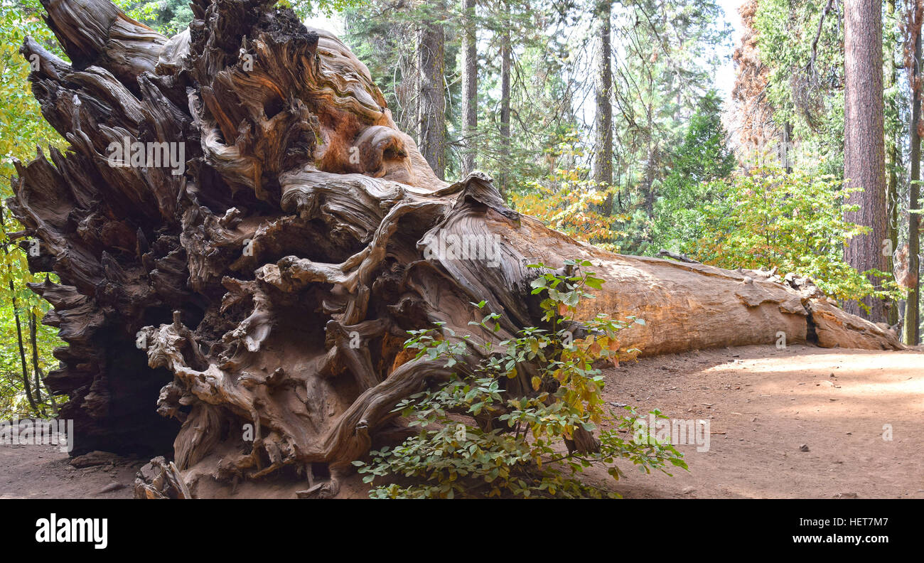Huge fallen tree hires stock photography and images Alamy