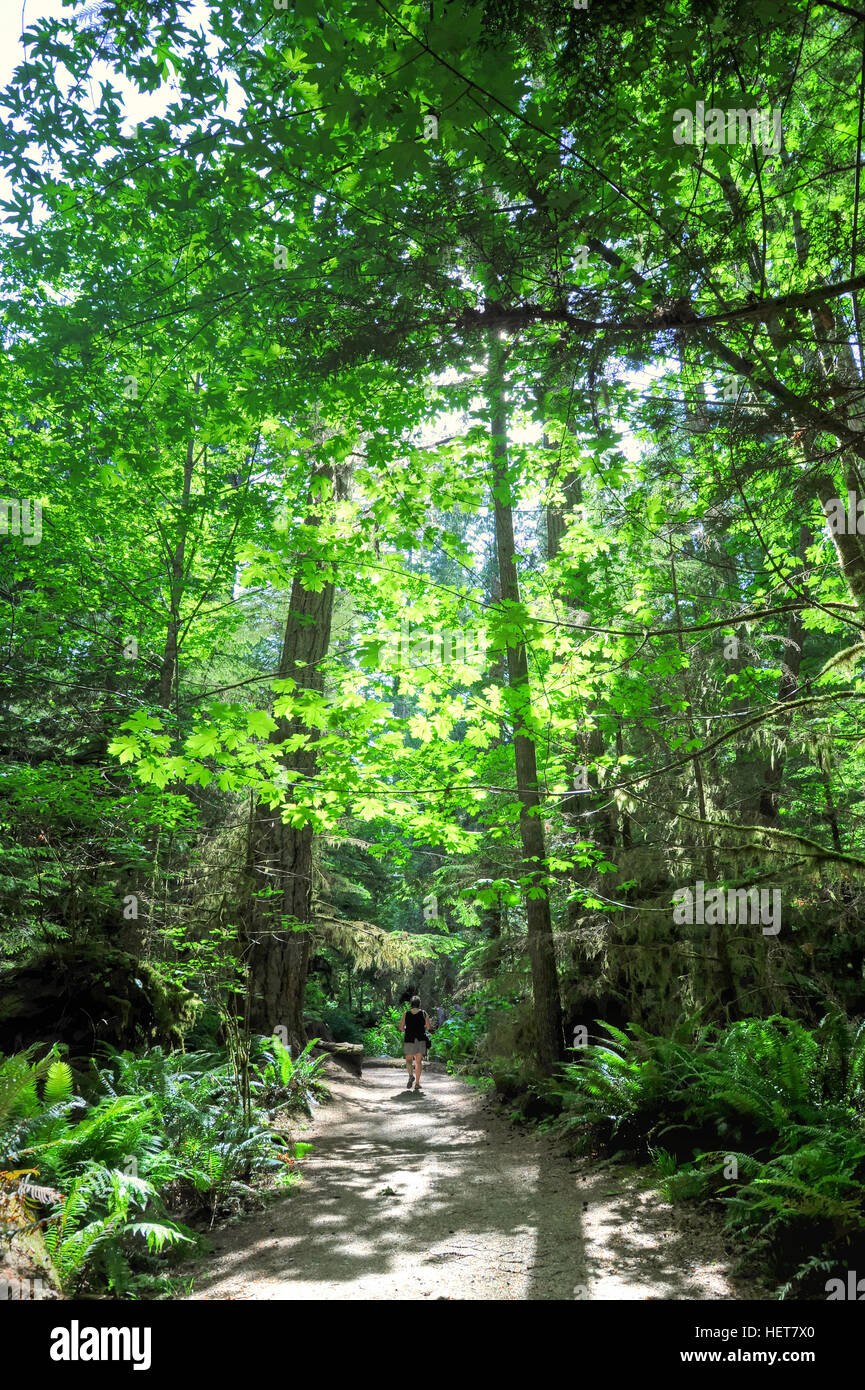 Cathedral Grove, MacMillan Provincial Park, Vancouver Island, British Columbia, Canada
