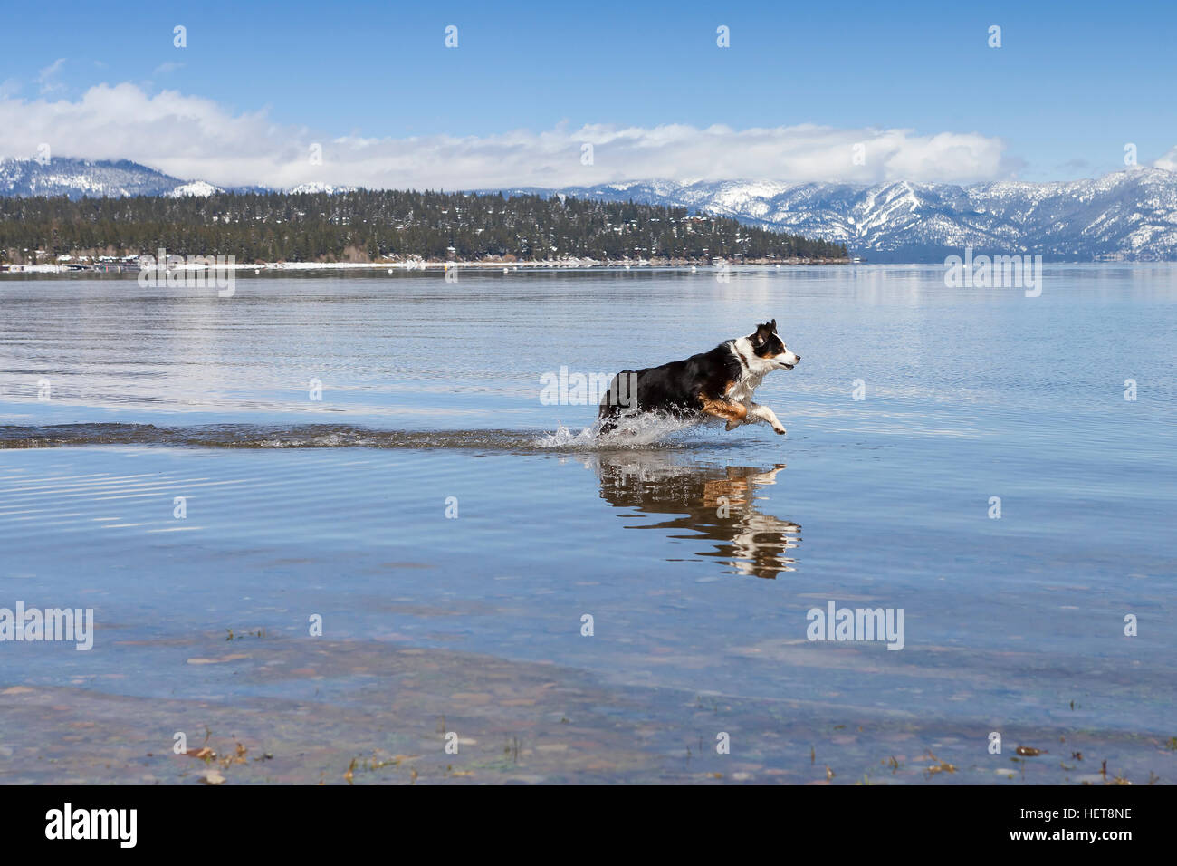 Water dog lake hires stock photography and images Alamy