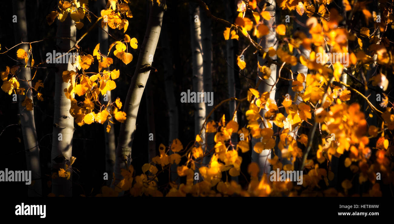 First light on Aspen Trees in fall color. Shallow depth of field and dark trees lend a feeling of mystery. Stock Photo
