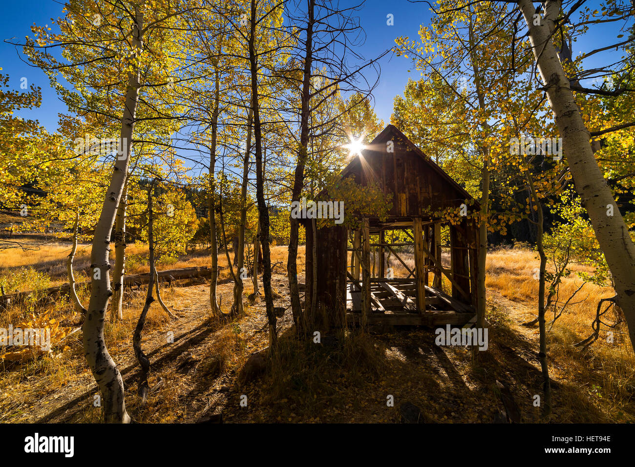 Old cabin in fall color aspen grove Stock Photo
