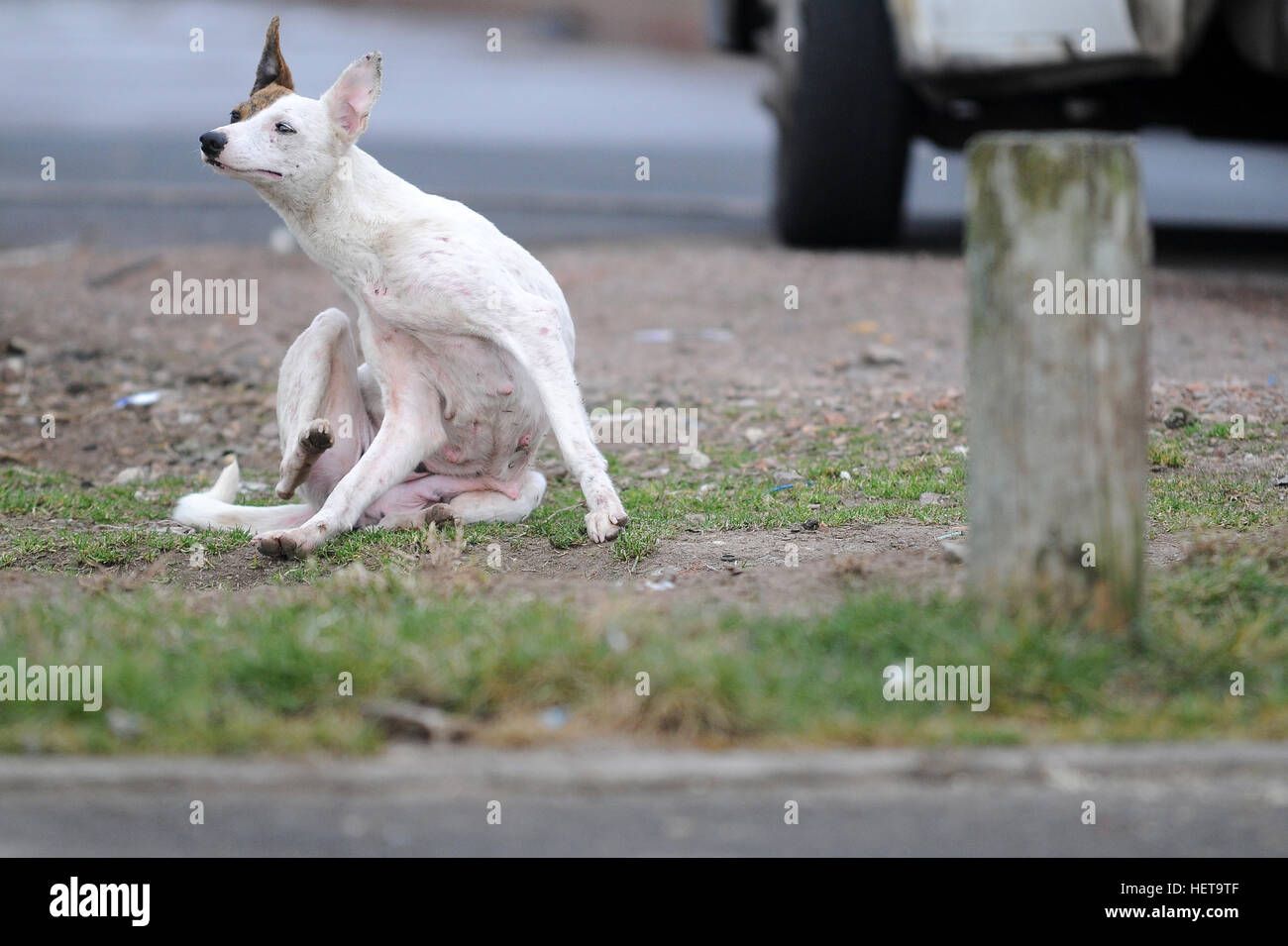 A scrawny scabby dog itches fleas from its body. Stock Photo