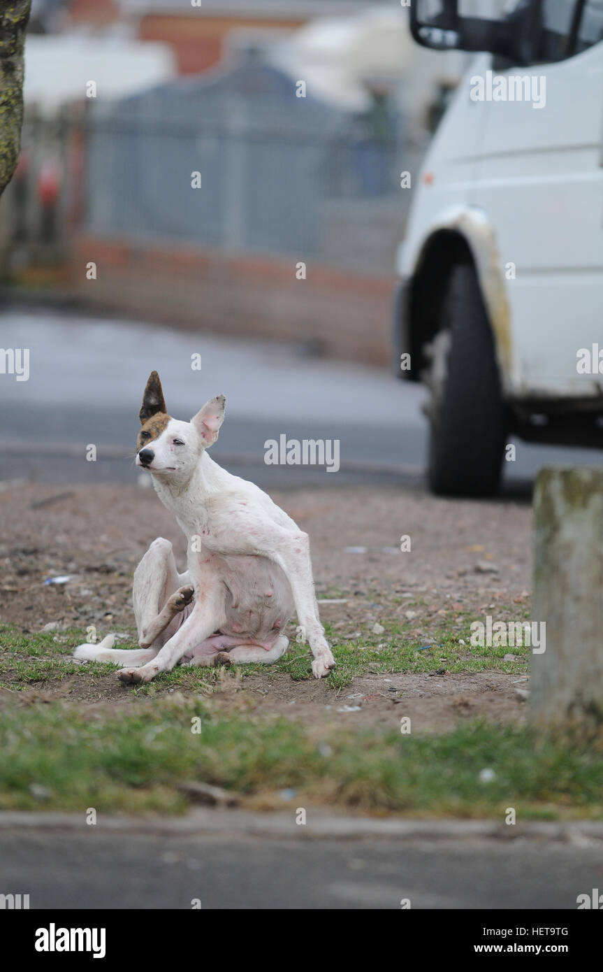 A scrawny scabby dog itches fleas from its body. Stock Photo