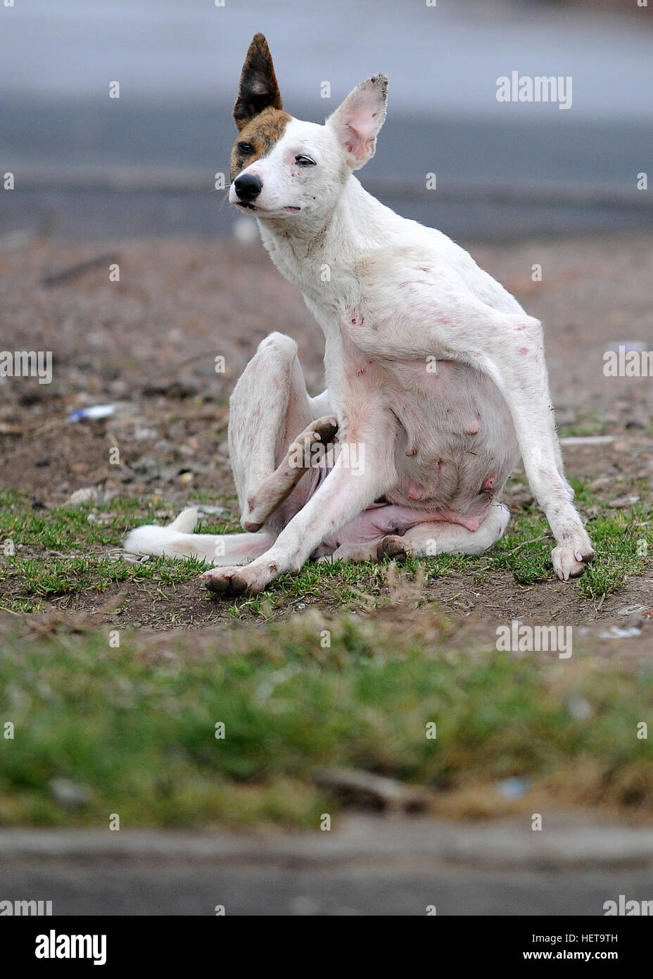 A scrawny scabby dog itches fleas from its body. Stock Photo