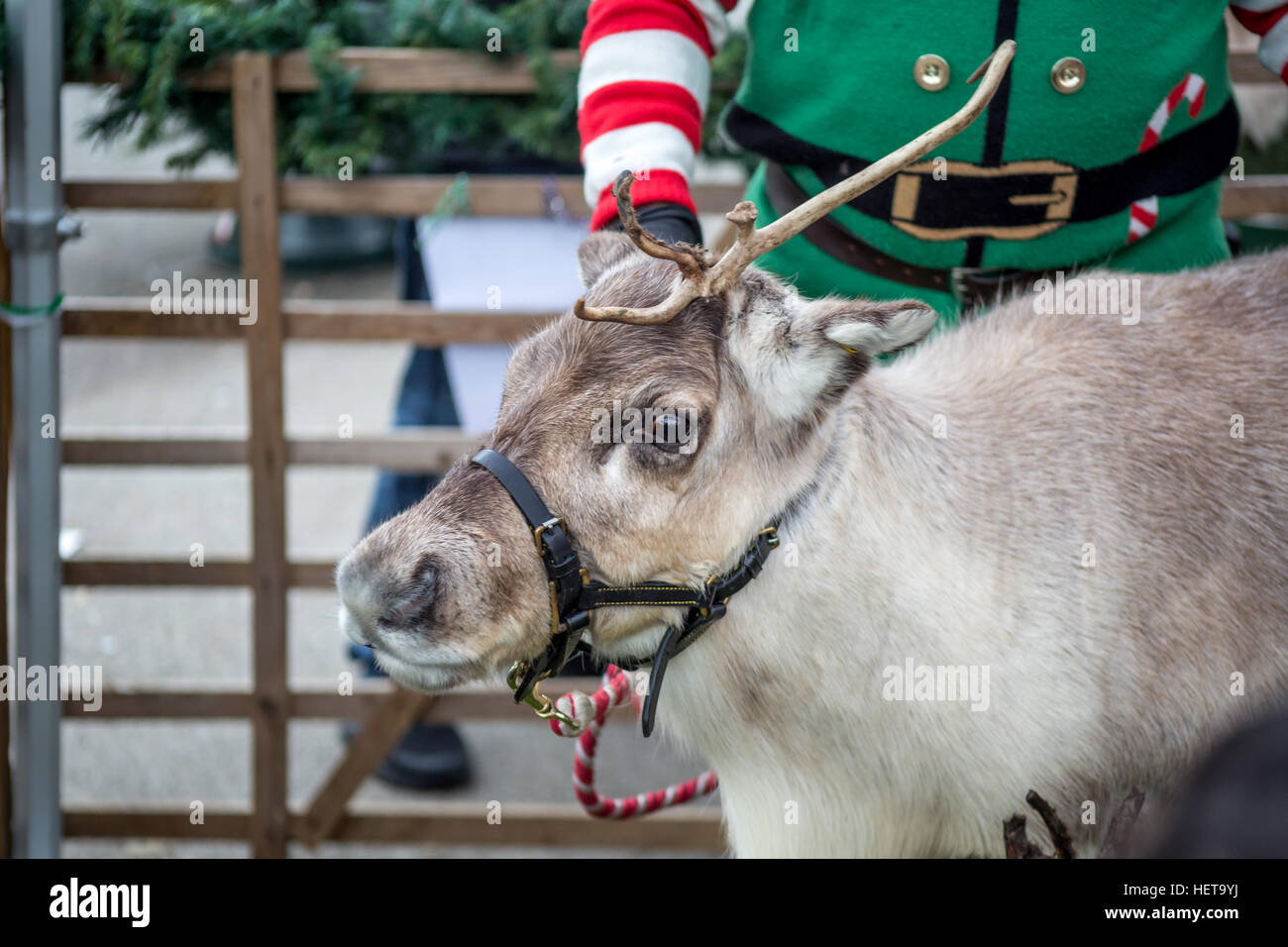 Santa's Reindeer on Sutton High Street Stock Photo