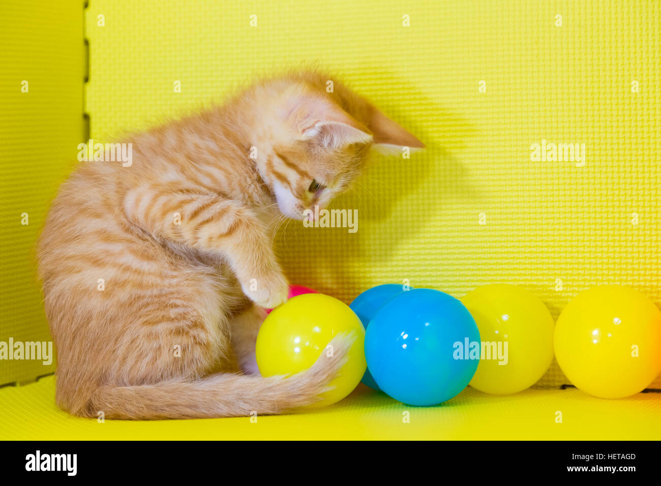 Cat playing with ball Stock Photo Alamy