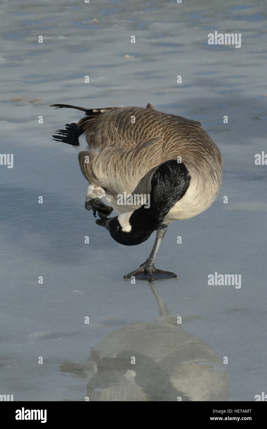 Canada goose scratching an itch with foot while standing on frozen winter icy lake Stock Photo