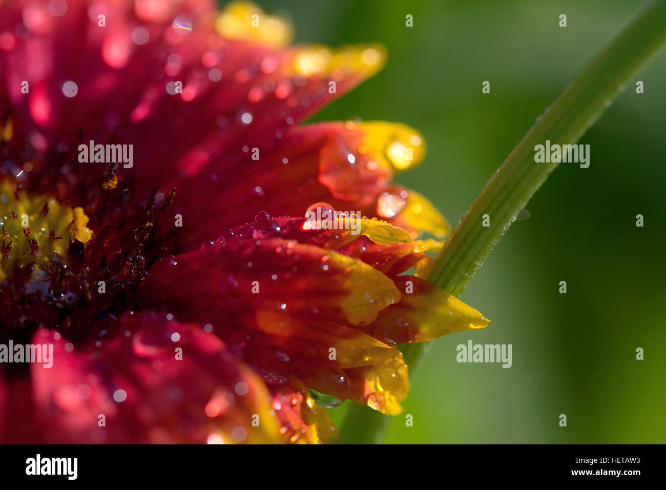 Red and yellow flower, half in frame, water droplets on it and half