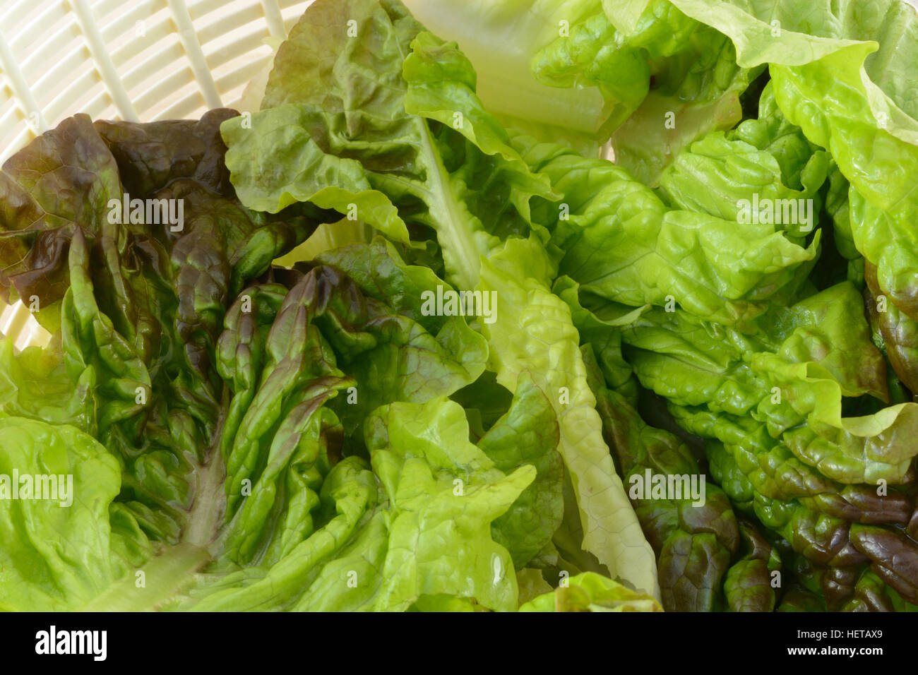 Salad spinner, also known as a salad tosser, kitchen tool used to wash and  remove excess water from mint Stock Photo - Alamy