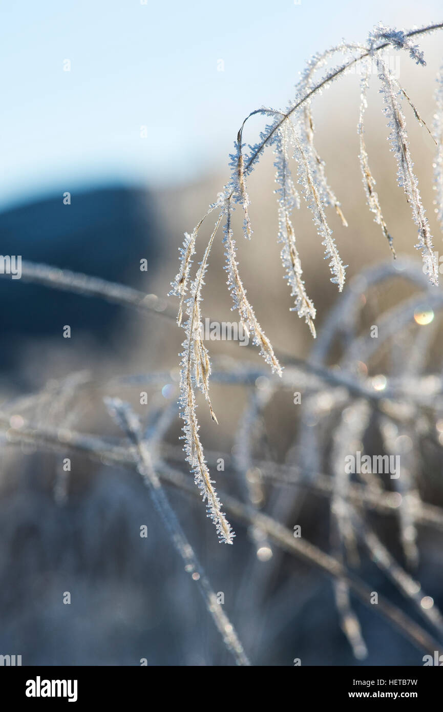 Deschampsia cespitosa. Frosty tufted hair grass in winter. Scotland