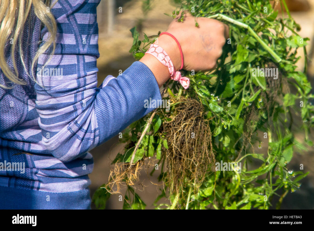 Pulling weeds hi-res stock photography and images - Alamy