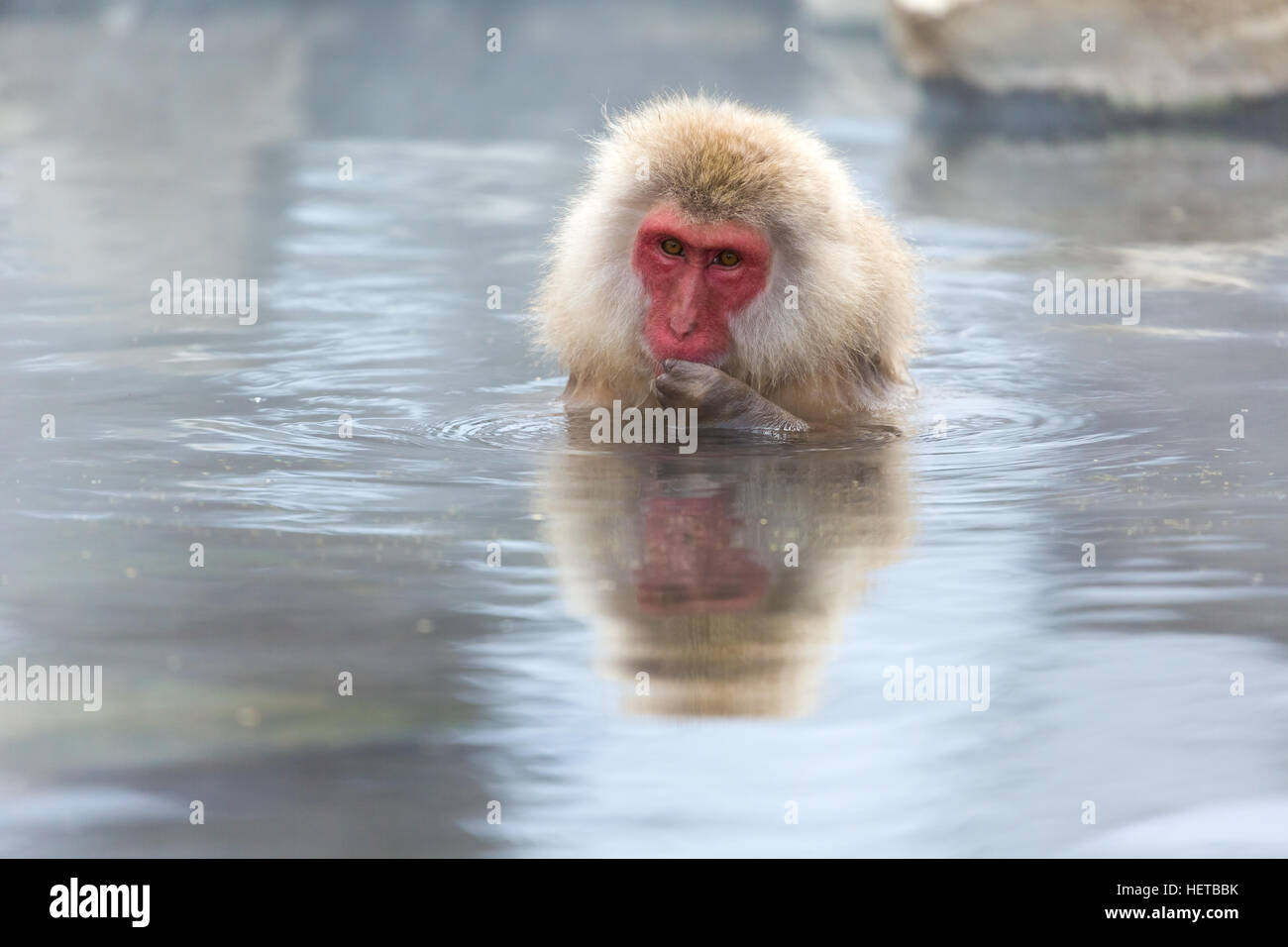 Monkey bathing in the hot springs in winter, Nagano, Japan Stock Photo
