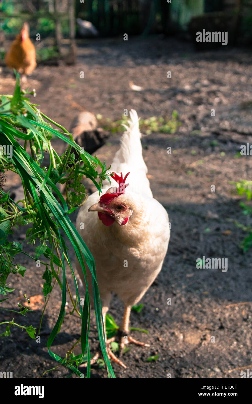 Chicken on the run hires stock photography and images Alamy