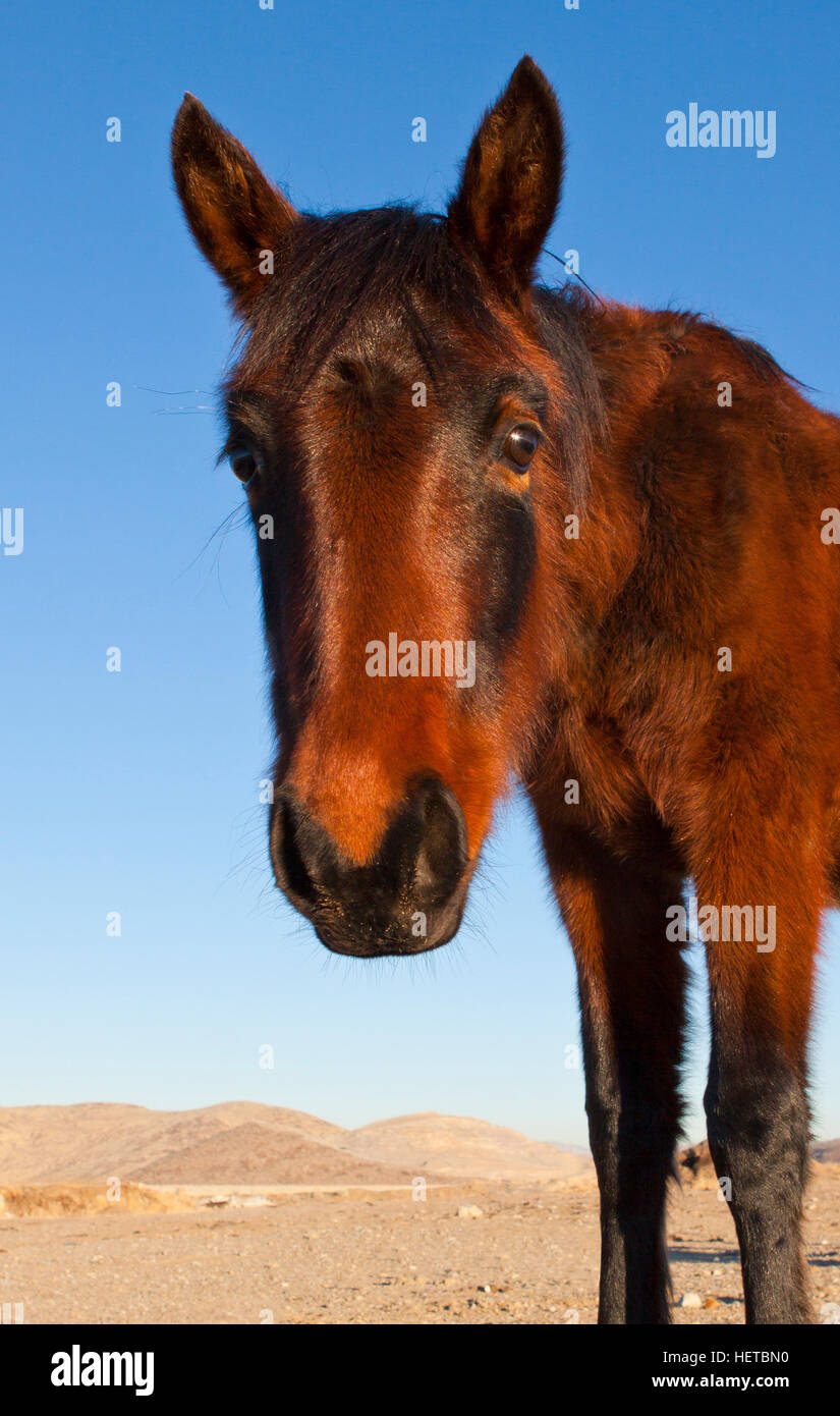 Wild Mustang Horse in the Nevada desert Stock Photo Alamy