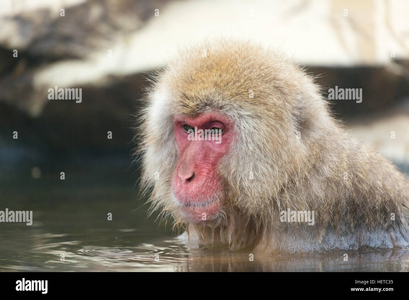 Closeup of wild monkey in the hot springs in winter. Stock Photo