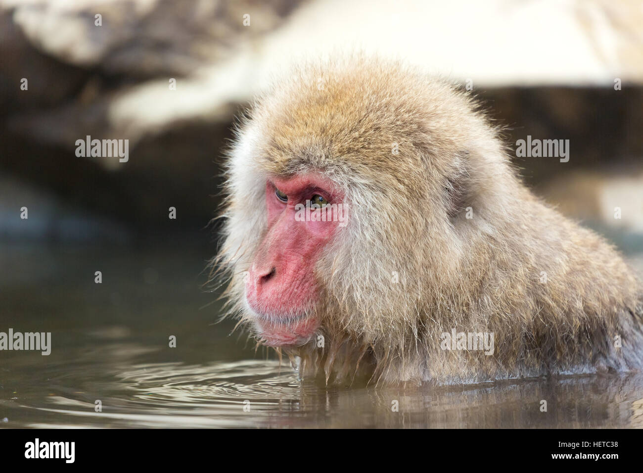 Closeup of wild monkey in the hot springs in winter. Stock Photo