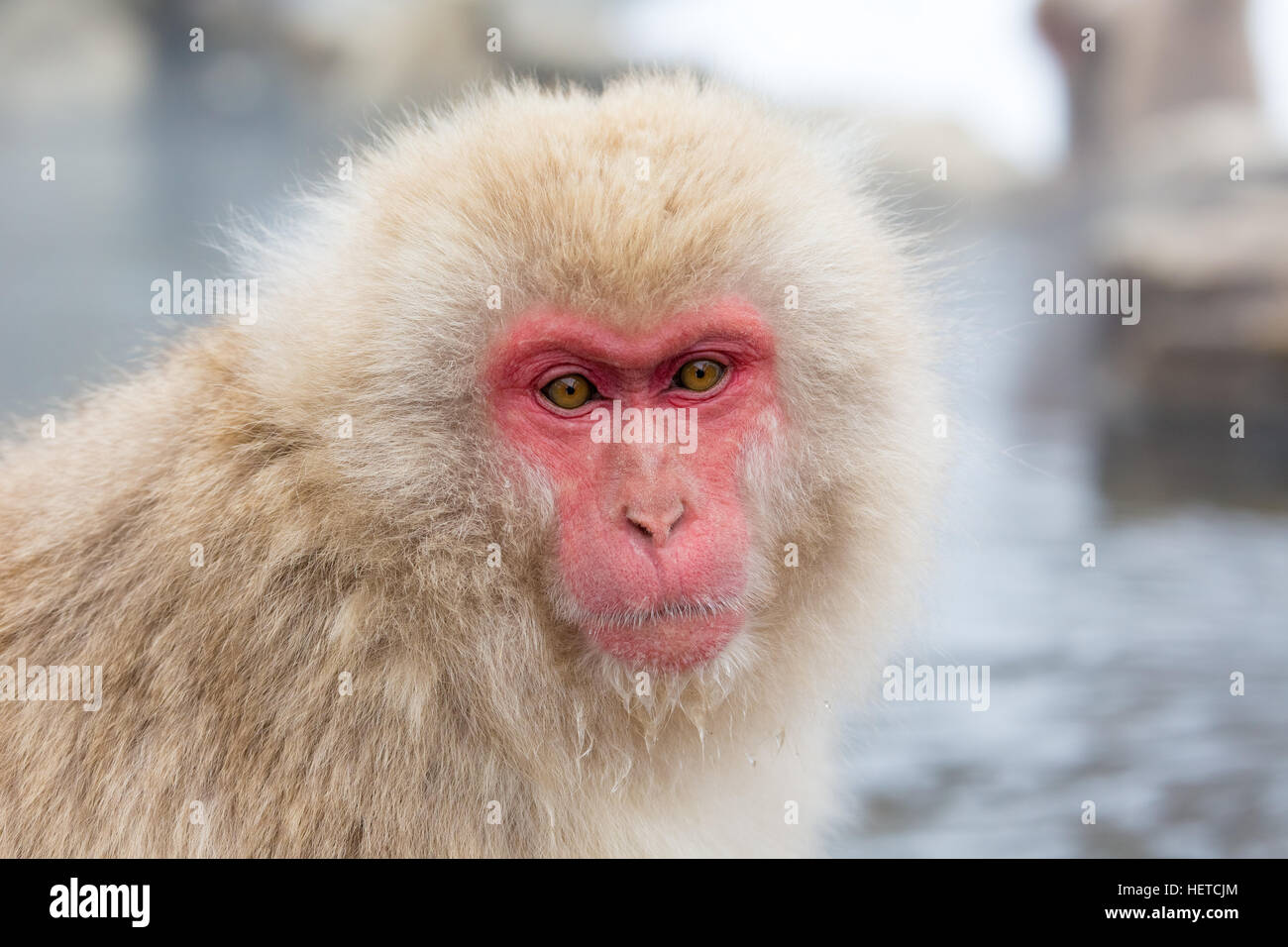 Wild monkey bathing in the hot springs in winter. Stock Photo