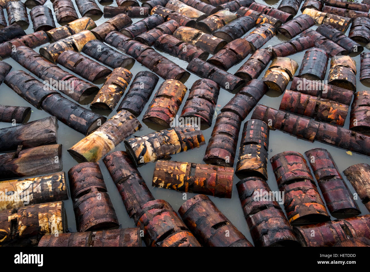 Sago palm trunks floating in the Oya river, Dalat, Sarawak, Malaysia Stock Photo