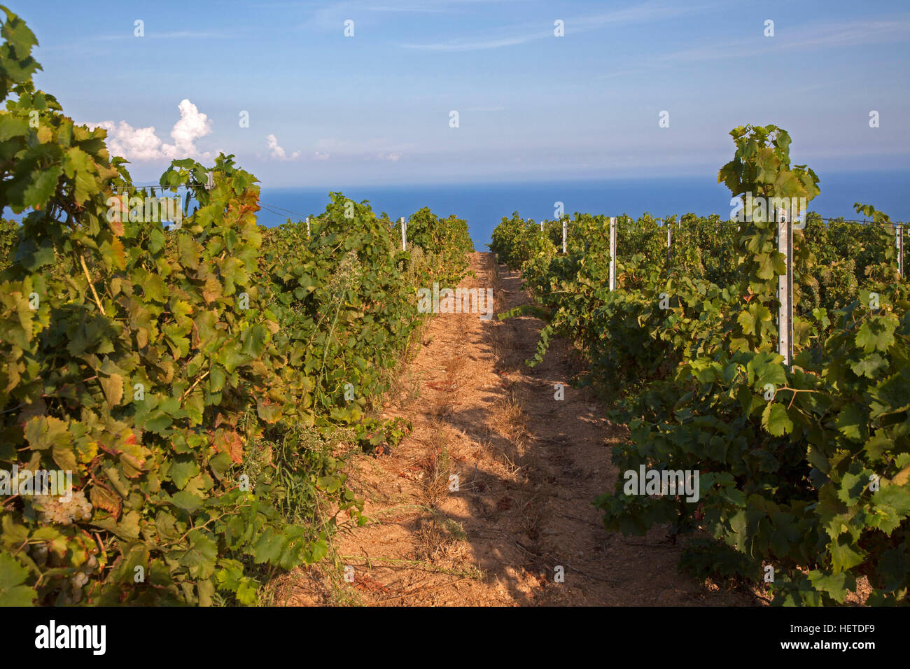 Italy, Elba island vines in the Tenuta Delle Ripalte winegrowing