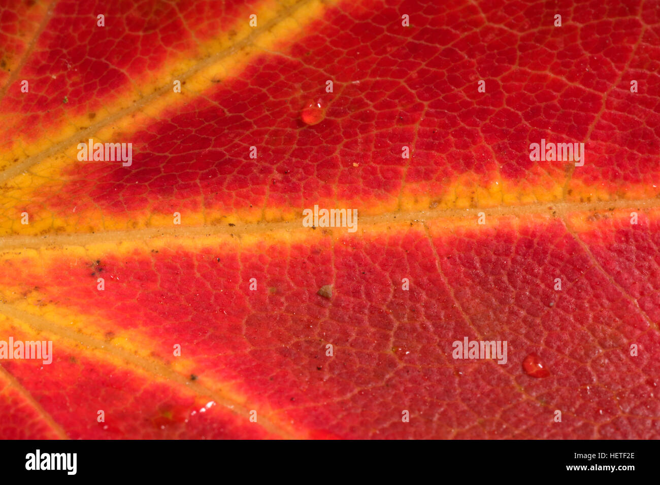 Red maple leaf, Wolcott Park, West Hartford, Connecticut Stock Photo