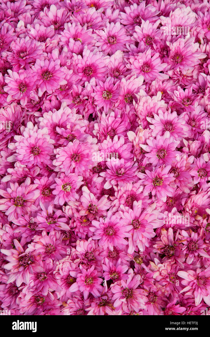 Manchester flower hires stock photography and images Alamy