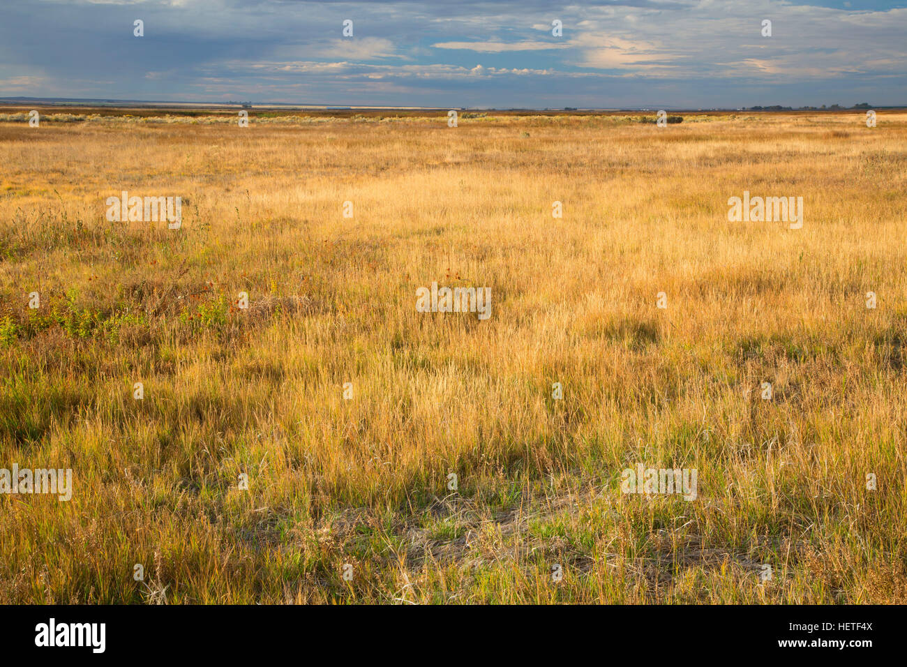 Grassland flat, Camas National Wildlife Refuge, Idaho Stock Photo