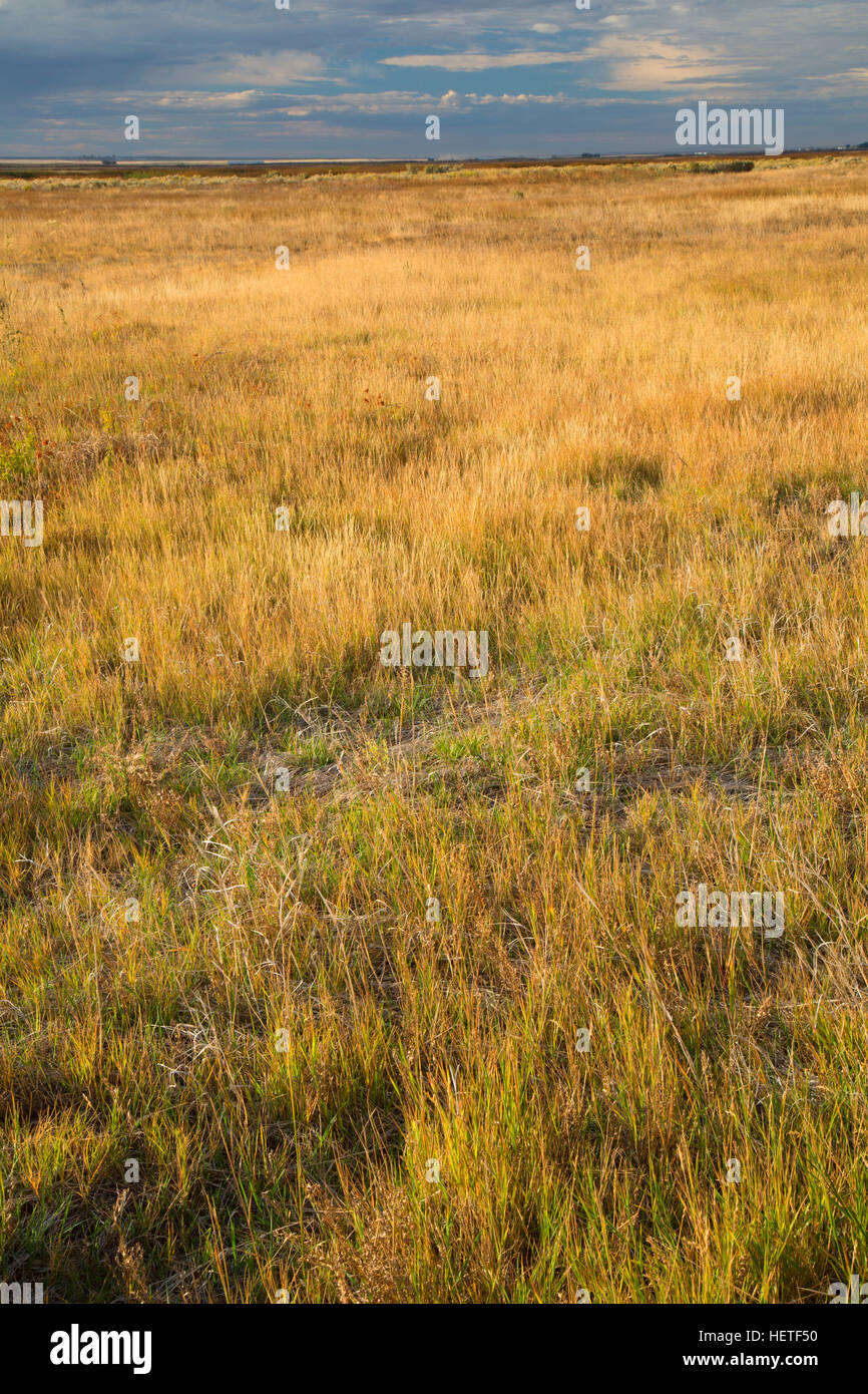 Grassland flat, Camas National Wildlife Refuge, Idaho Stock Photo