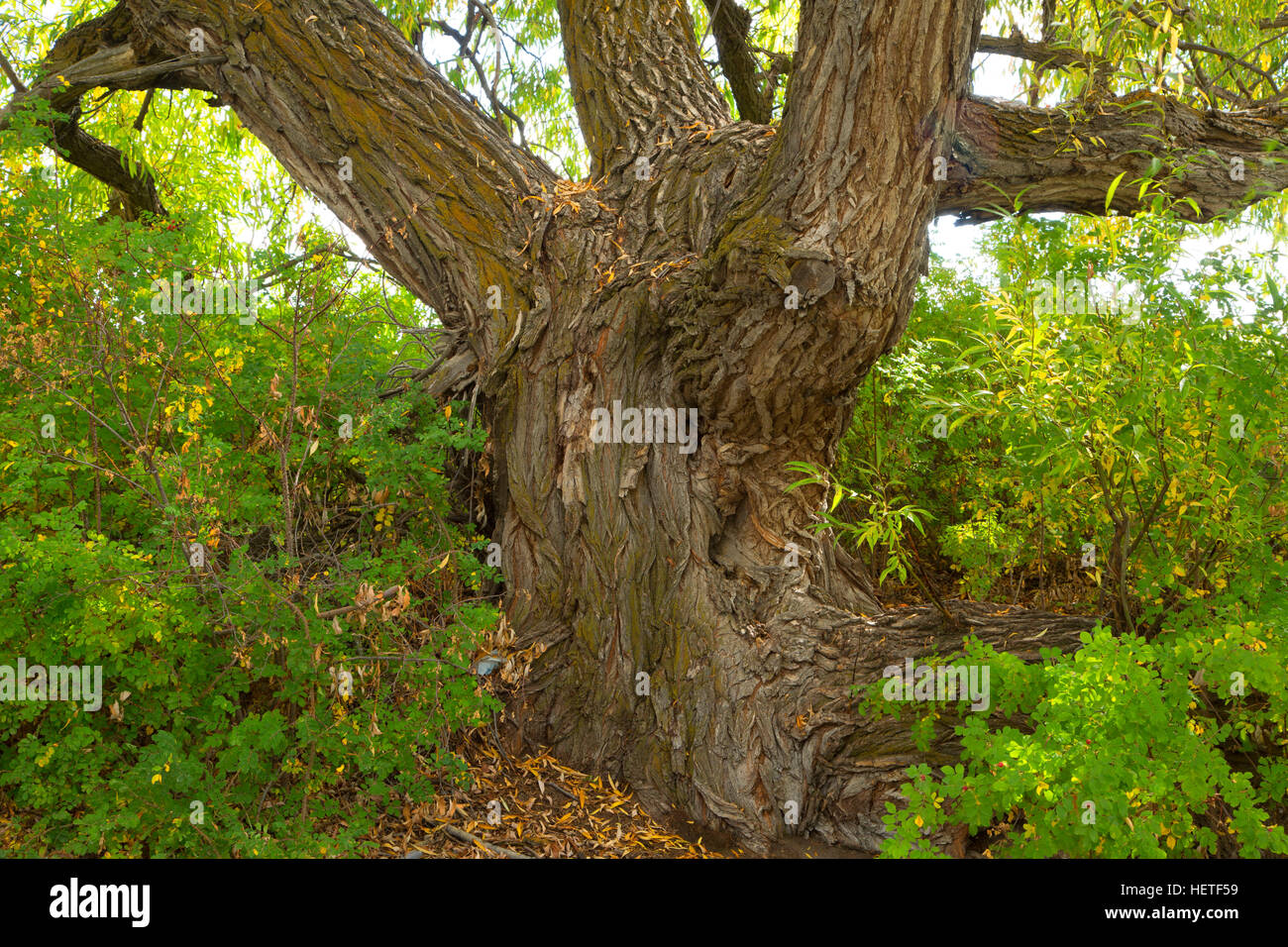 Willow trunk, Mud Lake Wildlife Management Area, Idaho Stock Photo Alamy