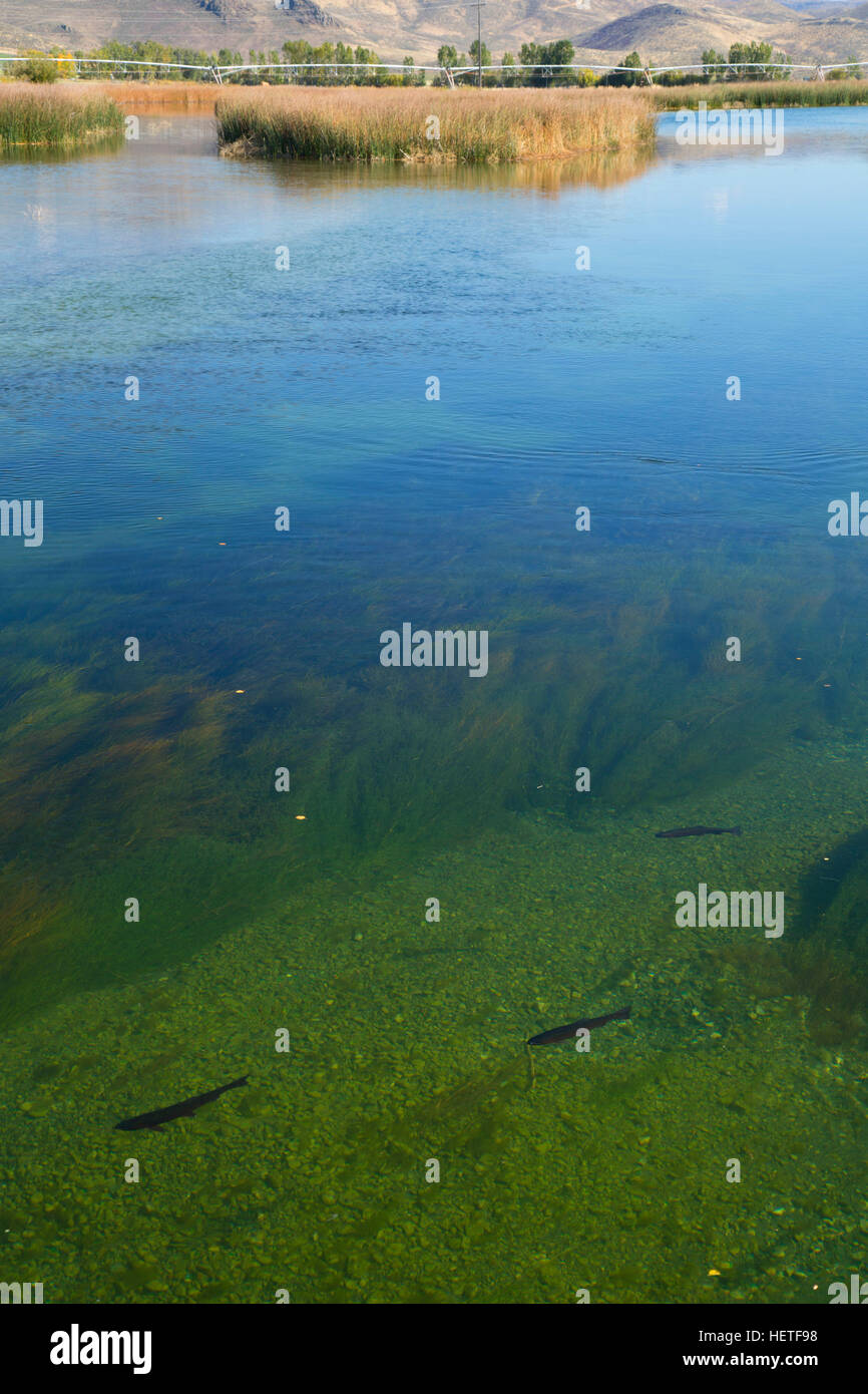 Silver Creek, Silver Creek Preserve, Idaho Stock Photo Alamy