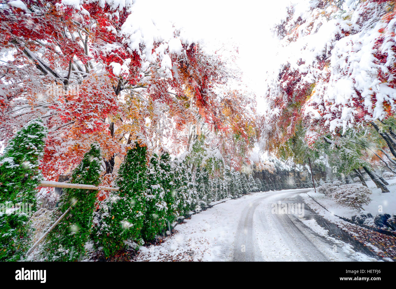 Blurred winter background with early snow and colourful autumn leaves. Stock Photo