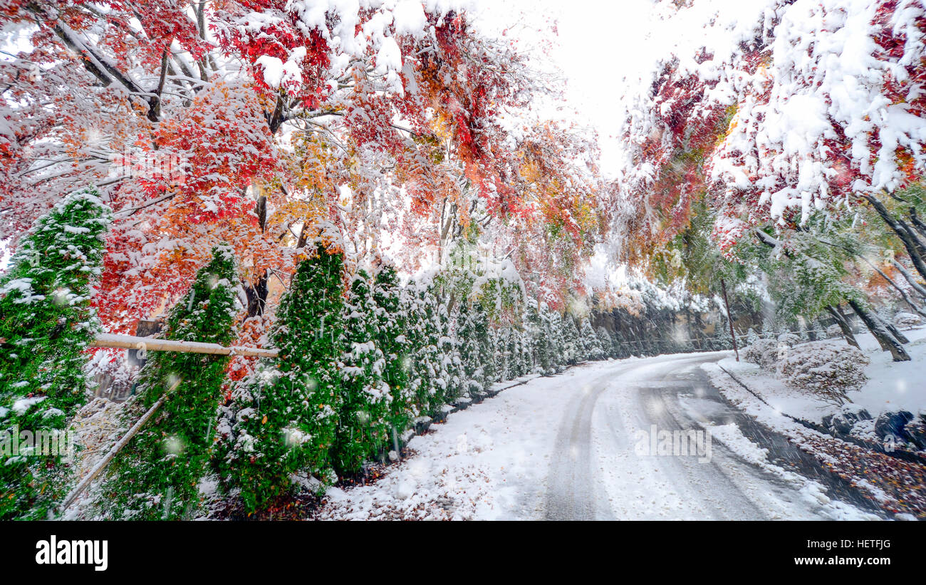 Blurred winter background with early snow and colorful autumn leaves. Stock Photo