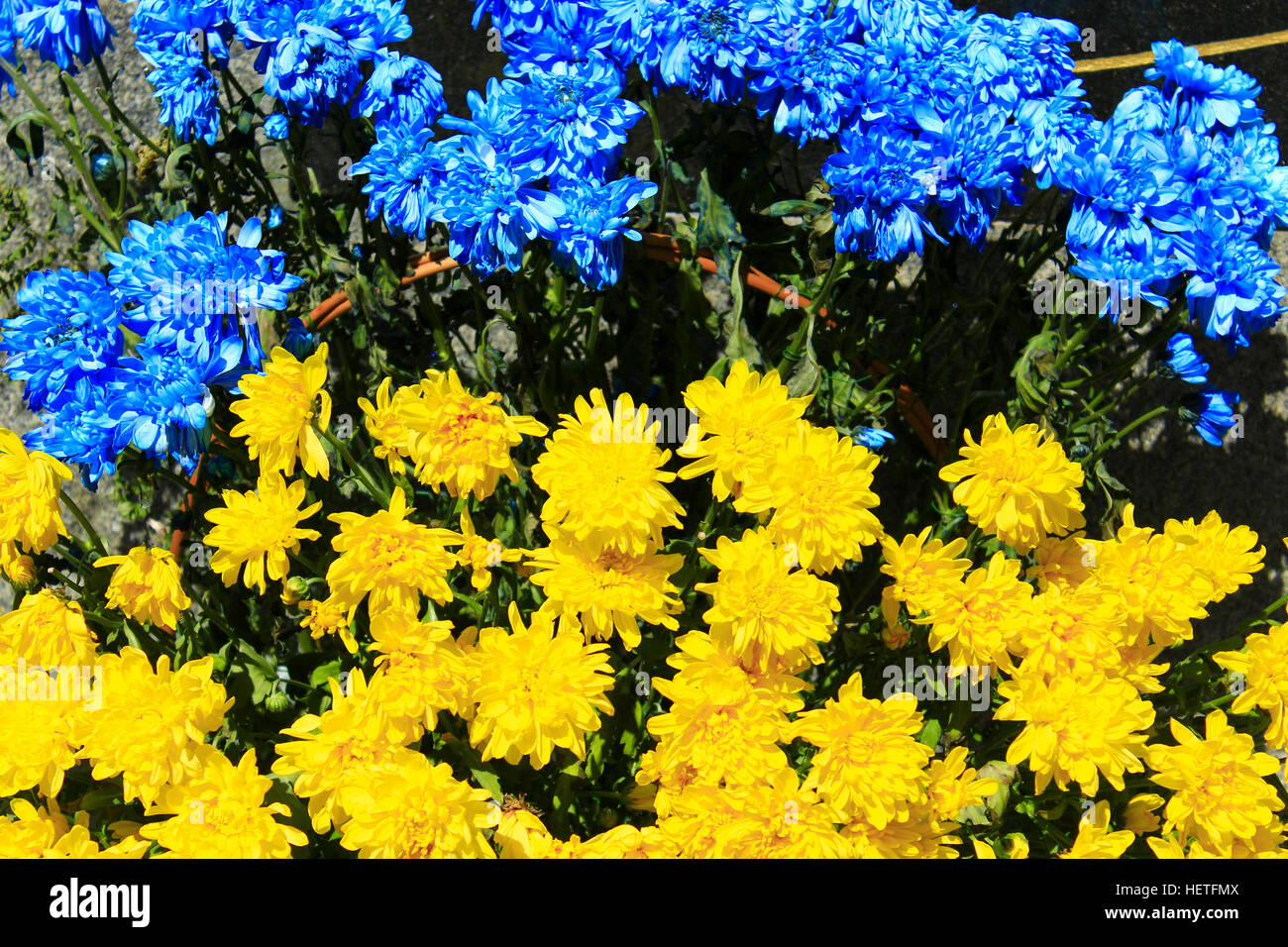 Beautiful flowers of chrysanthemum in colors of Ukrainian national flag Stock Photo