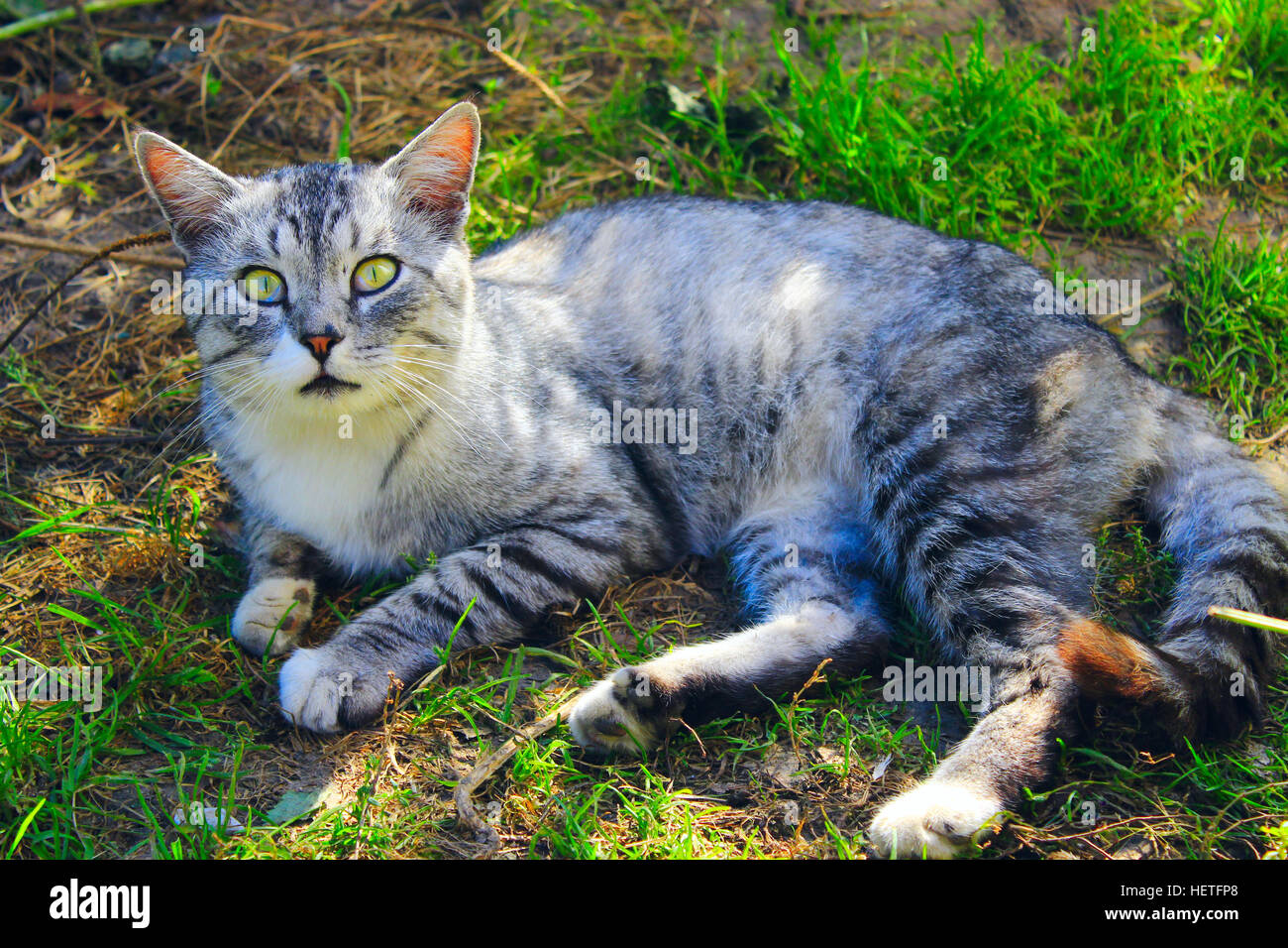 beautiful cat of Scottish Straight in the rural yard Stock Photo