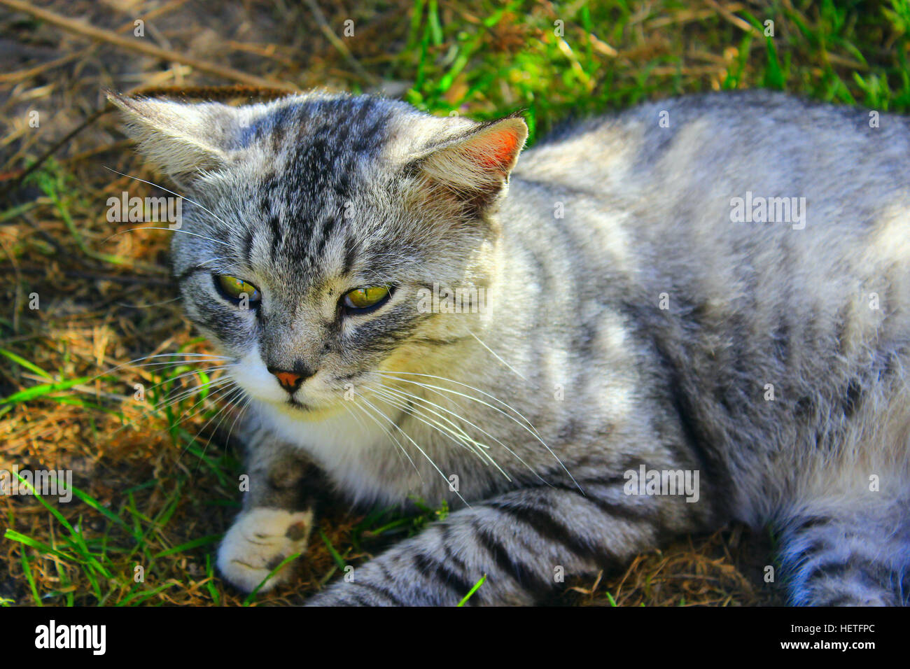 beautiful cat of Scottish Straight in the rural yard Stock Photo