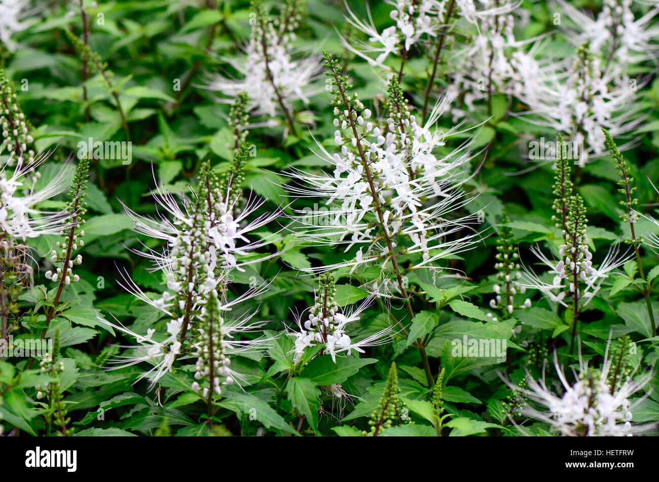 Java tea, Kidney tea plant or Cat’s whiskers (Orthosiphon aristatus (Blume) Miq. ) is a popular herbal remedy in southeast Asia. Stock Photo