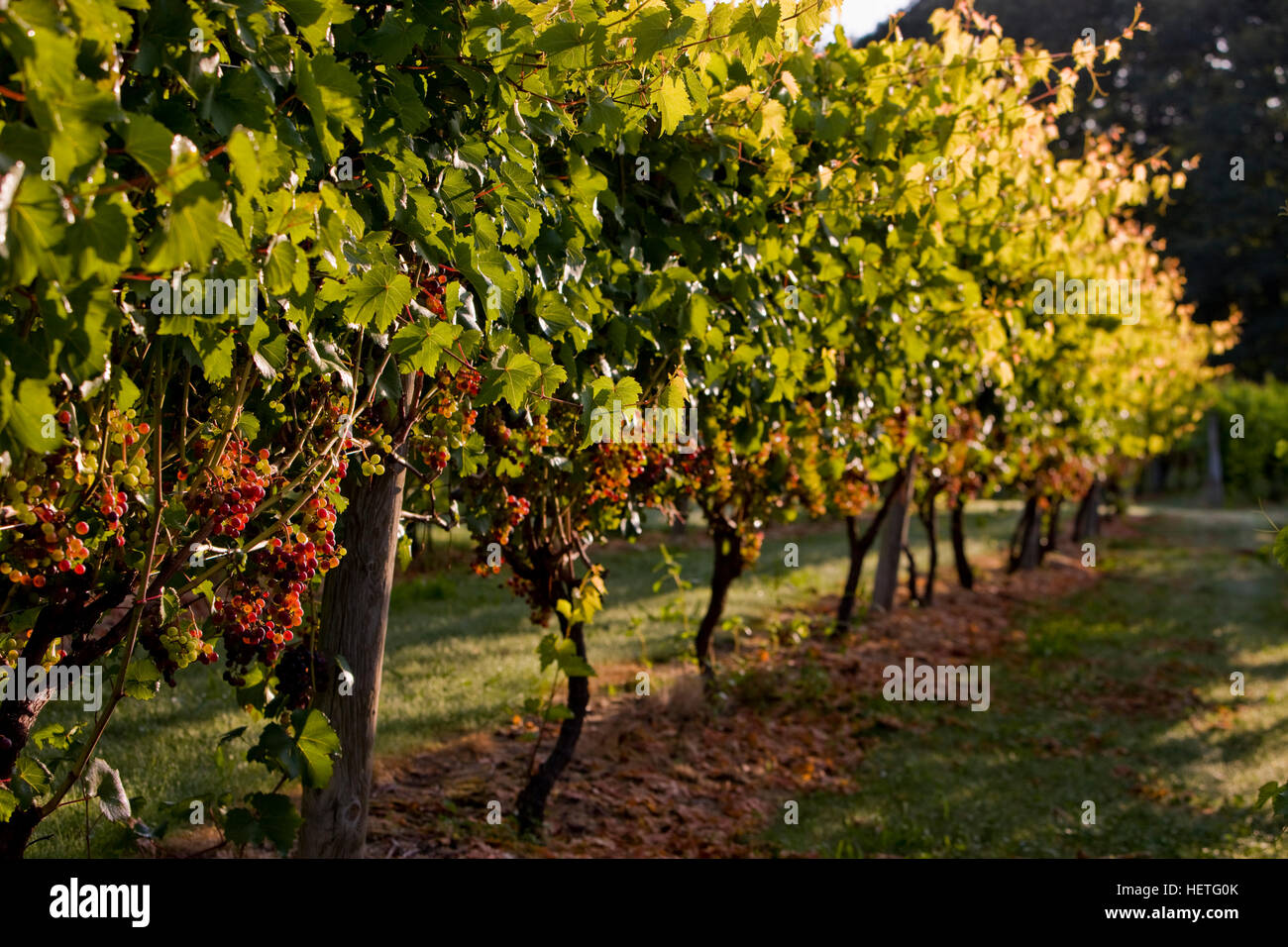 Hampshire vineyard hires stock photography and images Alamy