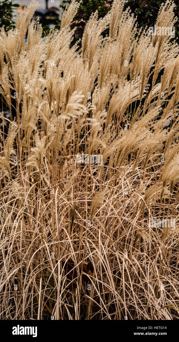 Close shot of grass and plants Stock Photo