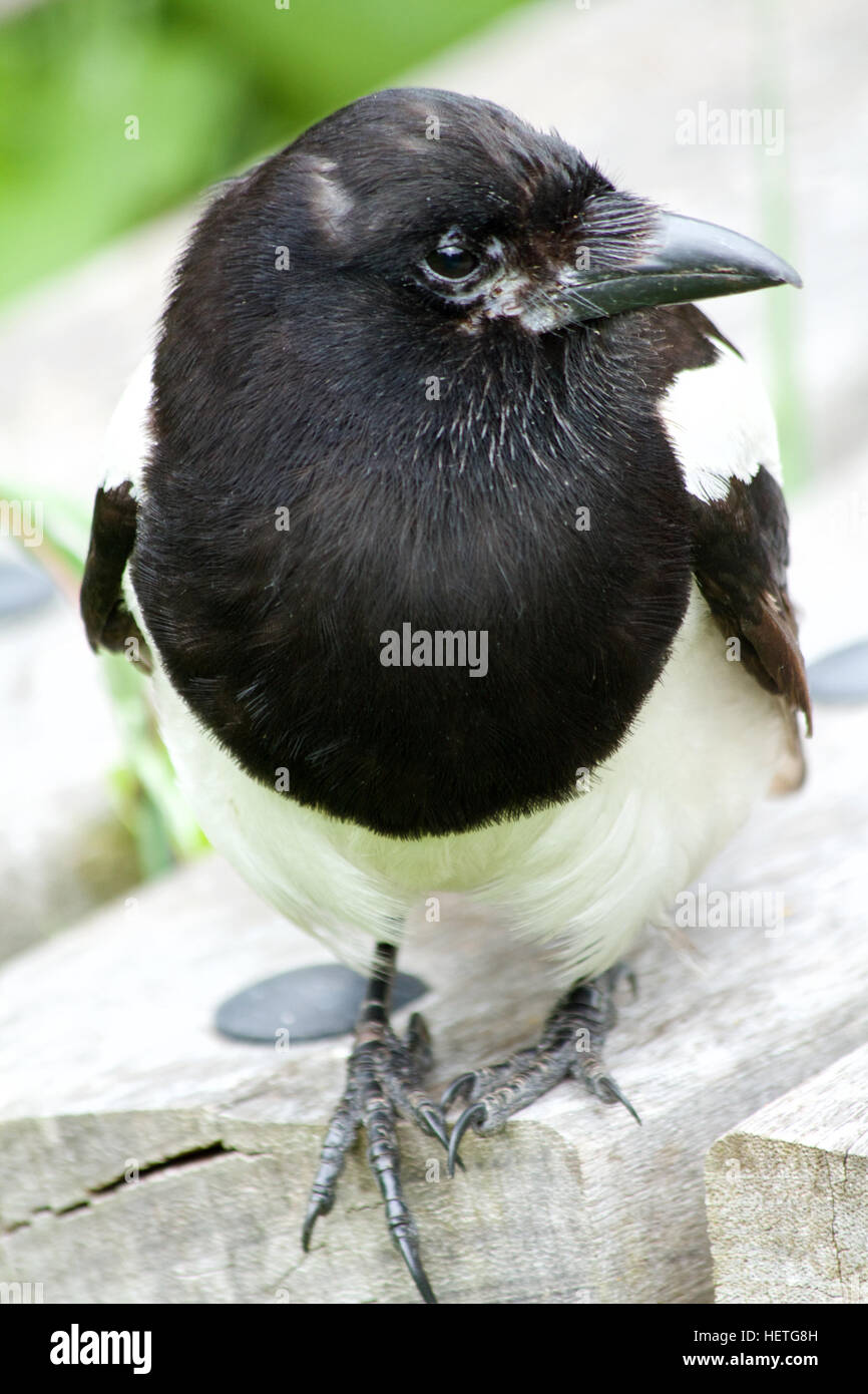 Magpie on bench (Pica pica) Stock Photo