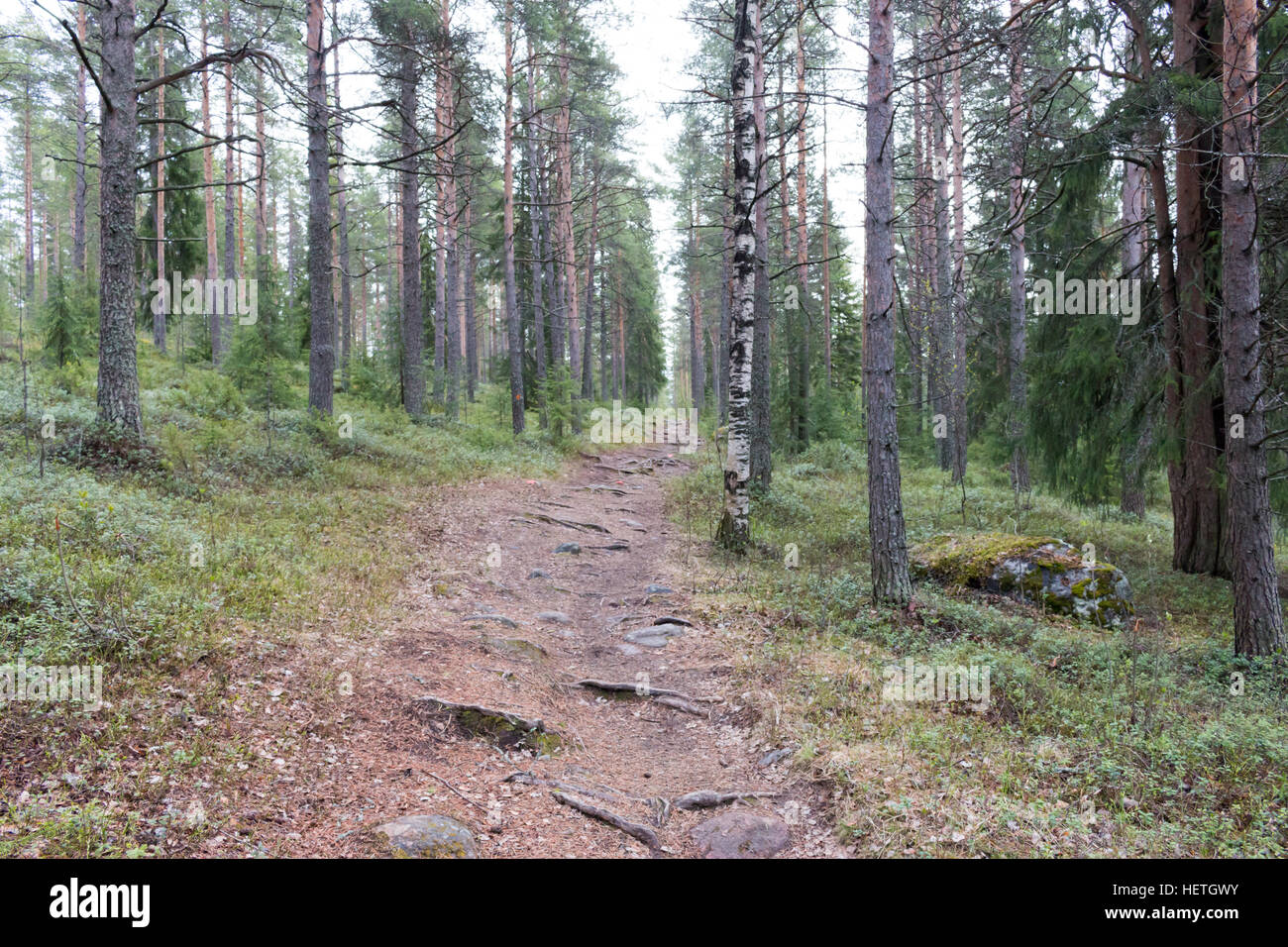 Forest Near Rovaniemi Beautiful forests in Rovaniemi, Lapland, Finland Stock Photo - Alamy