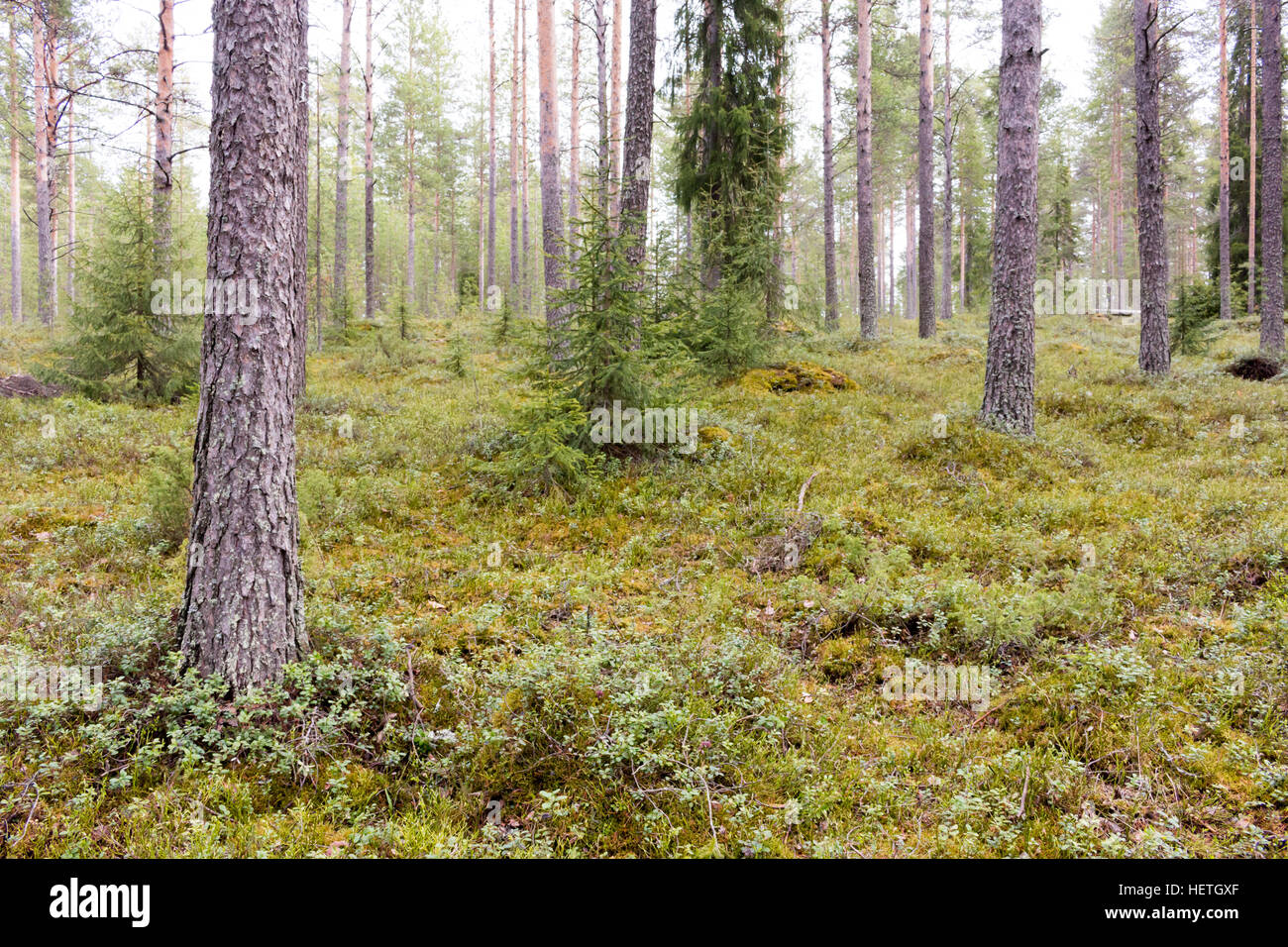 Forest Near Rovaniemi Beautiful forests in Rovaniemi, Lapland, Finland Stock Photo - Alamy