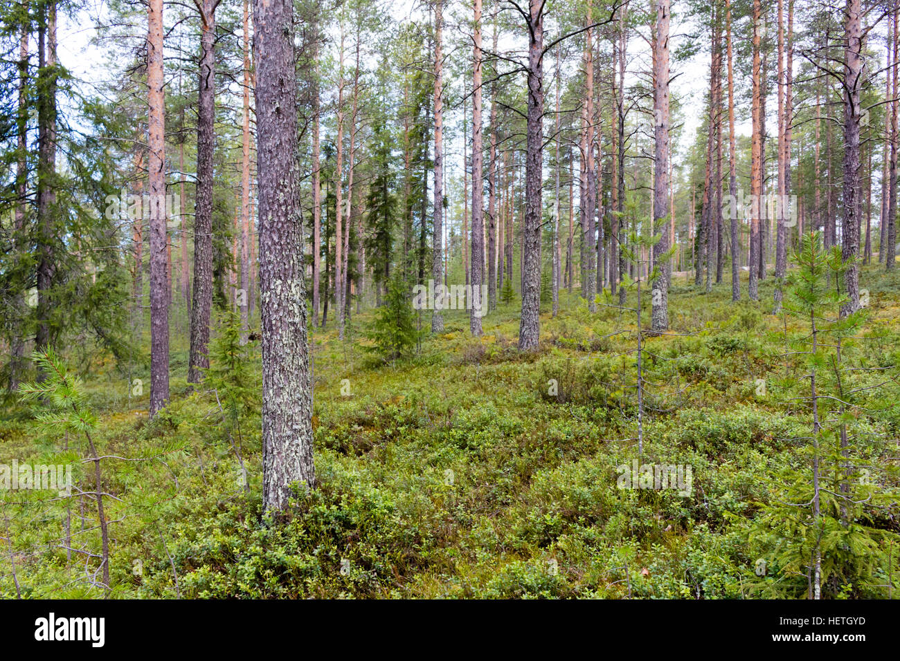 Forest Near Rovaniemi Beautiful forests in Rovaniemi, Lapland, Finland Stock Photo - Alamy