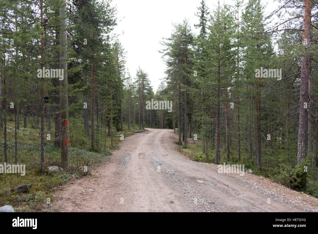 Forest Near Rovaniemi Beautiful forests in Rovaniemi, Lapland, Finland Stock Photo - Alamy