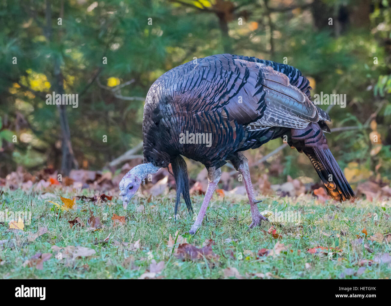 Single Wild Turkey Hunts for Food in field in autumn Stock Photo Alamy