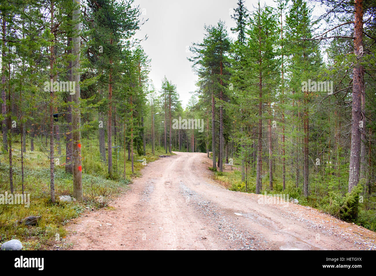 Forest Near Rovaniemi Beautiful forests in Rovaniemi, Lapland, Finland Stock Photo - Alamy