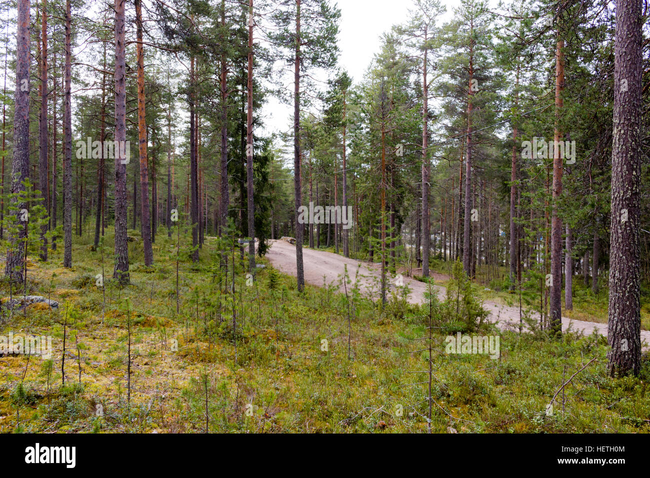 Forest Near Rovaniemi Beautiful forests in Rovaniemi, Lapland, Finland Stock Photo - Alamy