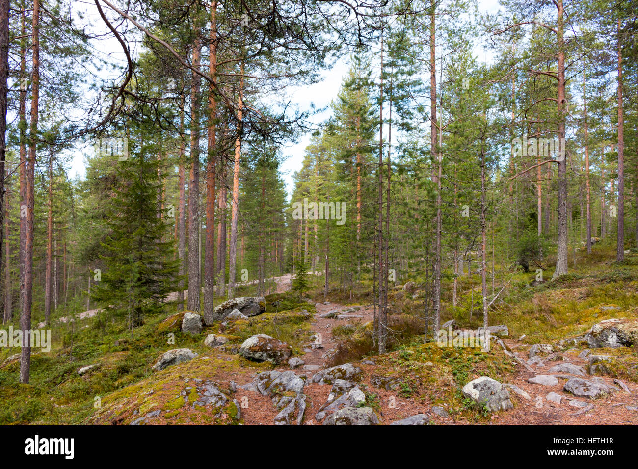 Forest Near Rovaniemi Beautiful forests in Rovaniemi, Lapland, Finland Stock Photo - Alamy